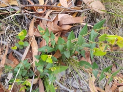 Platylobium obtusangulum