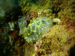 Halgerda willeyi