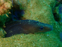 Gymnothorax