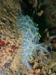 Halgerda willeyi