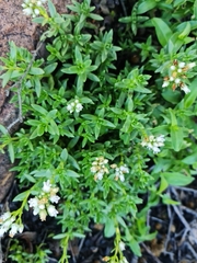 Crassula dependens