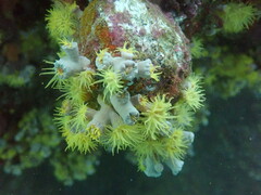 Tubastraea coccinea