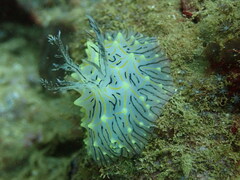 Halgerda willeyi