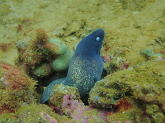 Gymnothorax thyrsoideus
