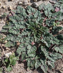 Erodium texanum