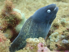 Gymnothorax thyrsoideus