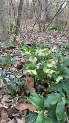 Helleborus orientalis