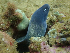 Gymnothorax thyrsoideus