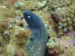 Gymnothorax thyrsoideus