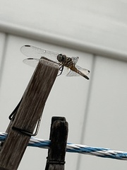 Pachydiplax longipennis