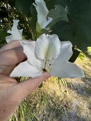 Bauhinia variegata candida