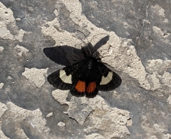 Psychomorpha epimenis