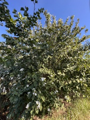 Bauhinia variegata candida