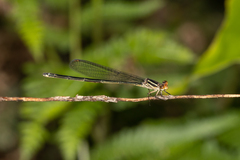 Pseudagrion ignifer