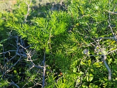 Asparagus falcatus