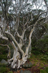 Eucalyptus pauciflora niphophila