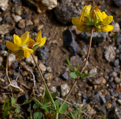Lotus uliginosus