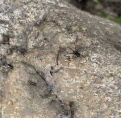 Steatoda albomaculata