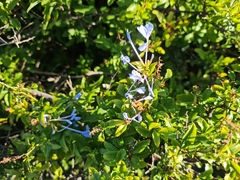 Plumbago auriculata