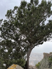 Juniperus cedrus