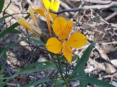 Alstroemeria aurea