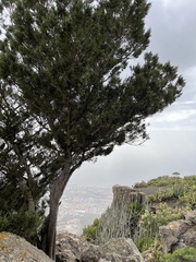 Juniperus cedrus