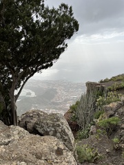 Juniperus cedrus