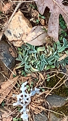 Cerastium tomentosum