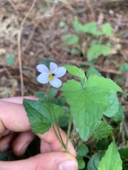 Viola ocellata