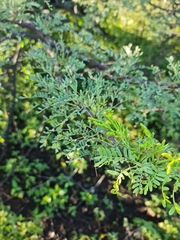 Vachellia karroo