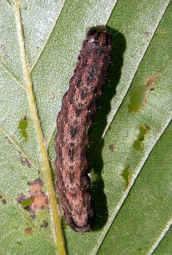 Morrisonia latex