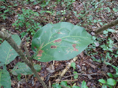 Image of Coccoloba spicata by (c) Alexis López Hernández, some rights reserved (CC BY)