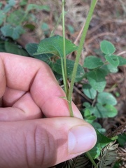Viola ocellata