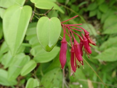 Bauhinia jenningsii