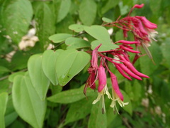 Bauhinia jenningsii