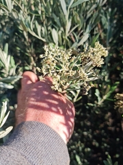 Buddleja saligna