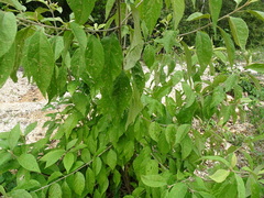 Callicarpa acuminata