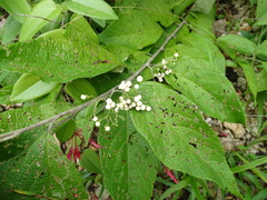 Callicarpa acuminata