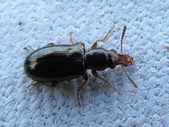 Salpingus planirostris