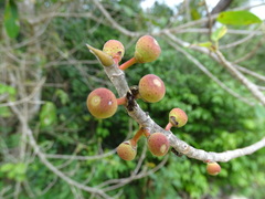 Ficus crassinervia