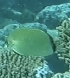 Chaetodon citrinellus