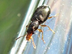 Salpingus planirostris