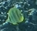 Chaetodon rainfordi