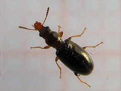 Salpingus planirostris