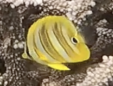 Chaetodon rainfordi