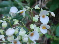 Begonia nelumbiifolia image