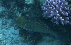 Lethrinus miniatus