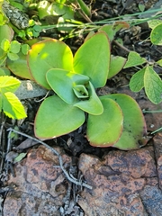Kalanchoe paniculata