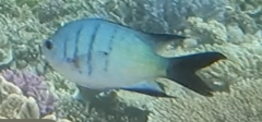 Abudefduf whitleyi