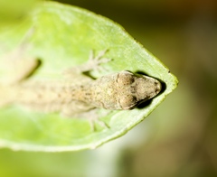 Anolis aeneus